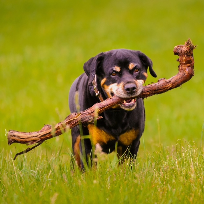 Un Rottweiler qui tient un bâton