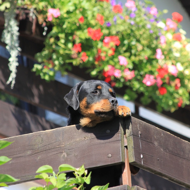 A Rottweiler on a flowery balcony