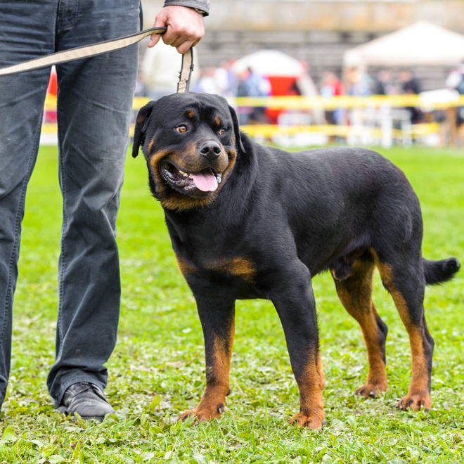 A Rottweiler held on a leash by its owner