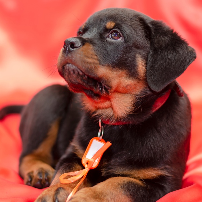 A little Rottweiler puppy with a long orange collar