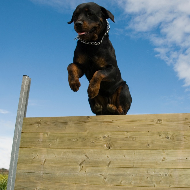 A Rottweiler jumping over an obstacle