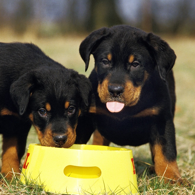 Two Rottweilers eating kibble from a bowl