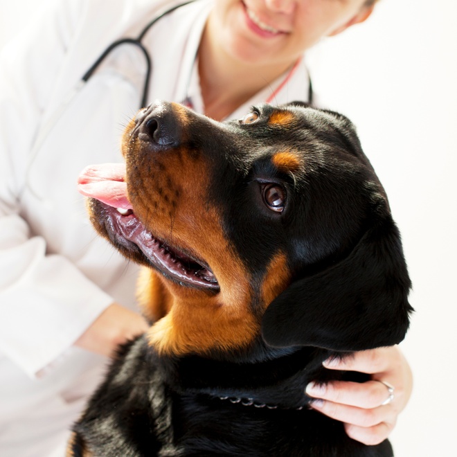 A Rottweiler being examined by a vet