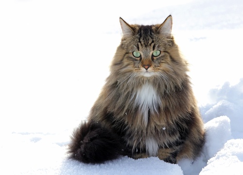 Un Chat Norvégien assis dans la neige.