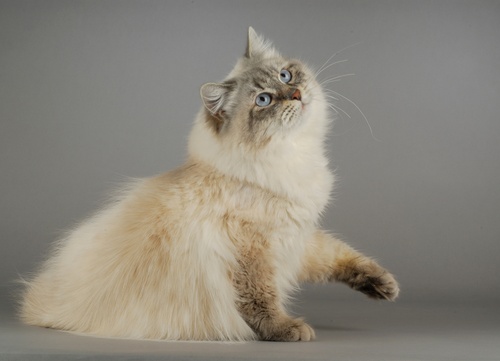 A beautiful Siberian cat looking up