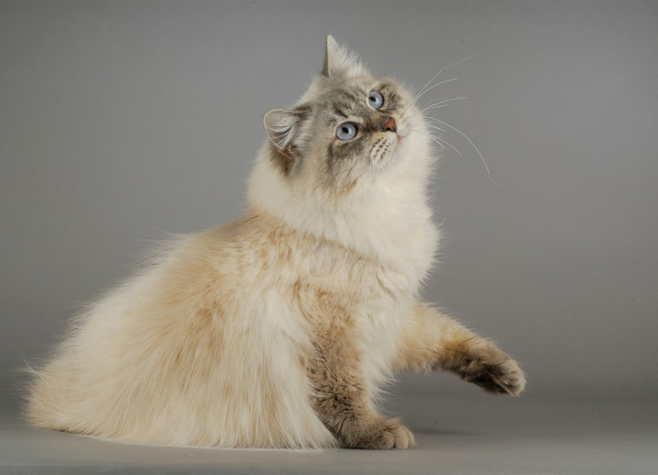 Un Sibérien qui regarde en l'air