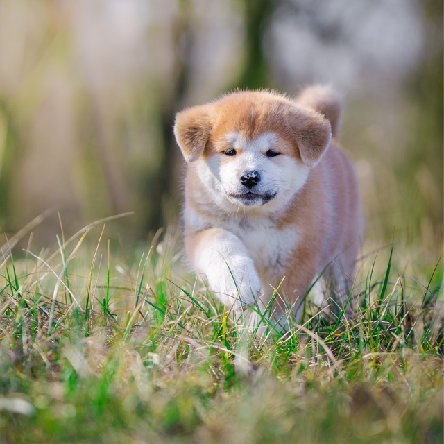 Ein Akita Inu spaziert über die Wiesen