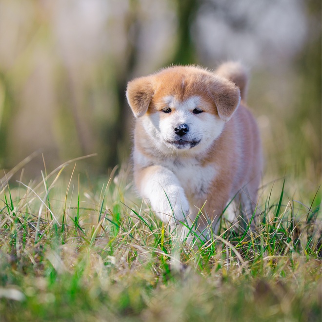 An akita inu strolling through the meadows
