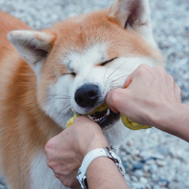 An Akita Inu with a toy in its mouth