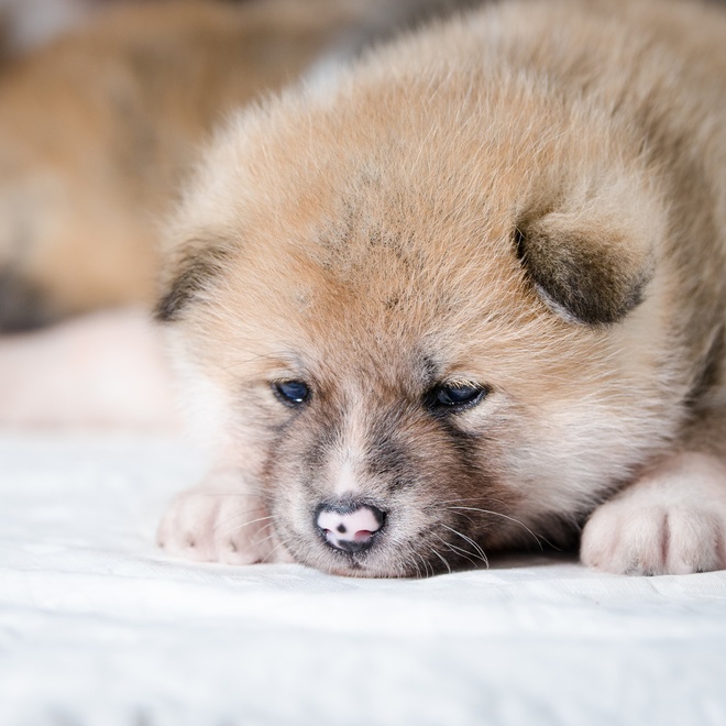 Face of a young Akita inu lying on a blanket