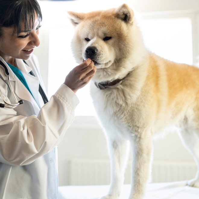 An Akita Inu at the vet