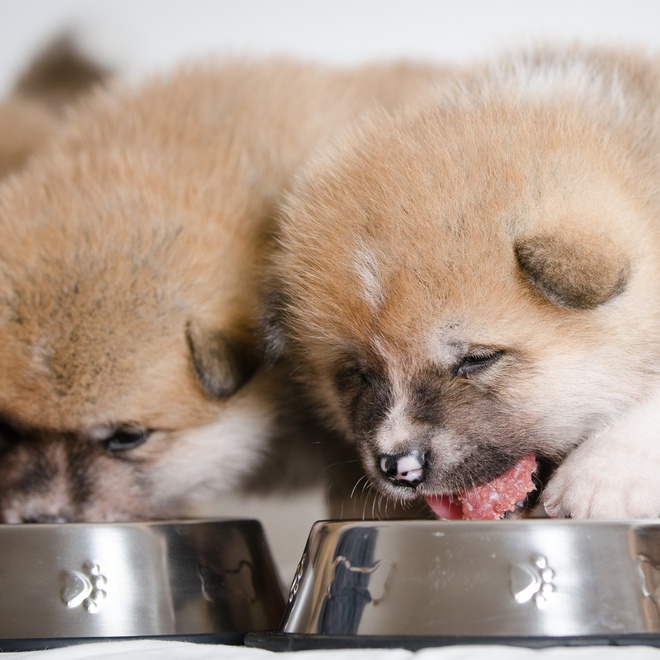 Two young Akita Inu with their mouths plunged into their bowls