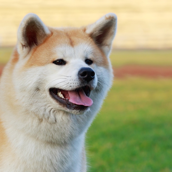 An Akita Inu sticking out his tongue