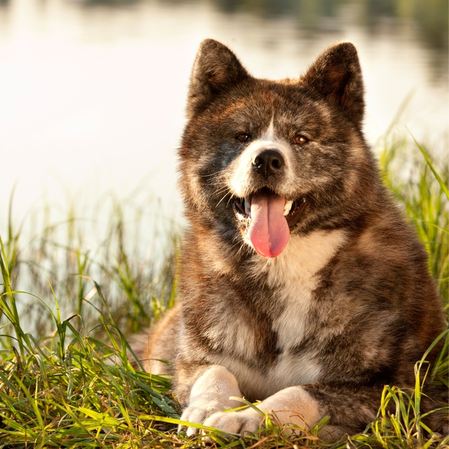 Ein Akita Inu liegt auf dem Gras in der Nähe eines Sees