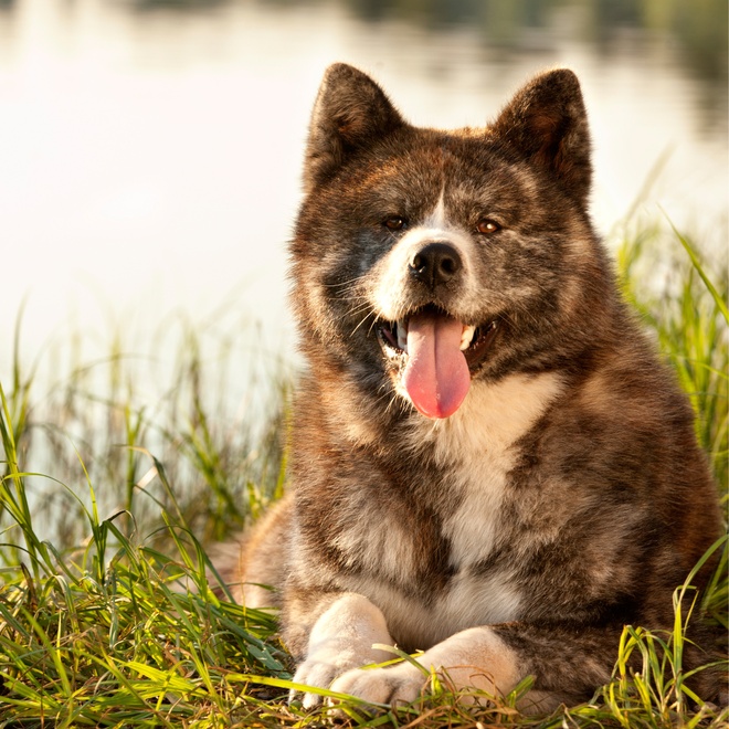 An Akita Inu lying on the grass near a lake
