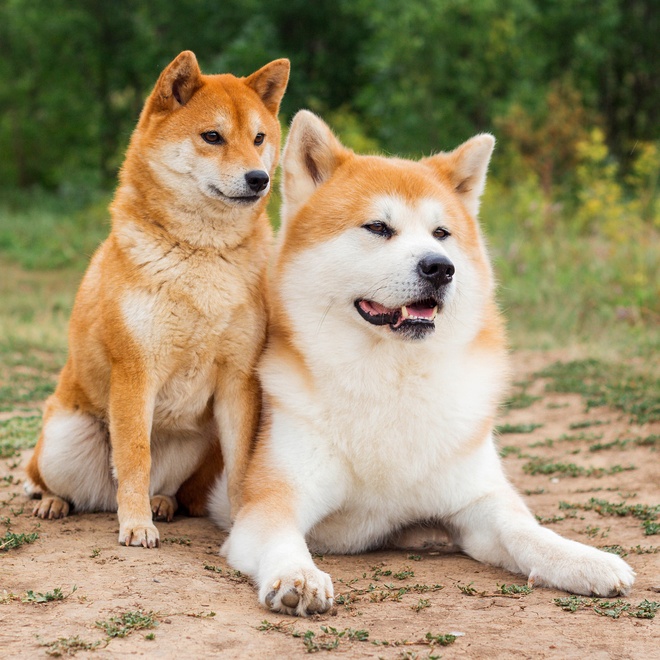 An akita inu lying on the ground next to another, smaller akita inu.