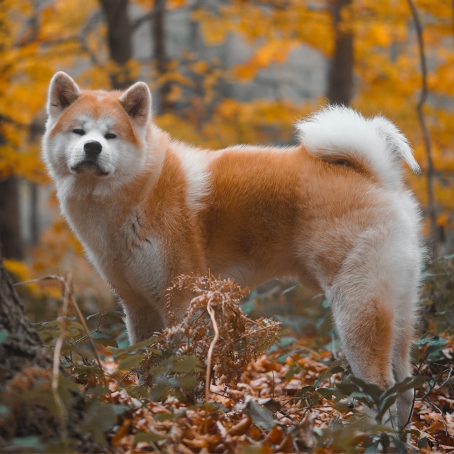An Akita Inu in the forest looking to the side.
