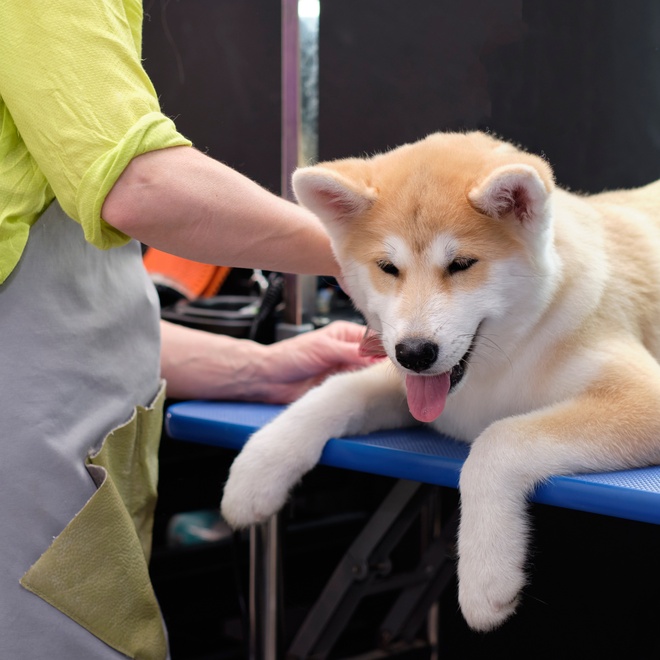 An Akita Inu at the groomer, being brushed.