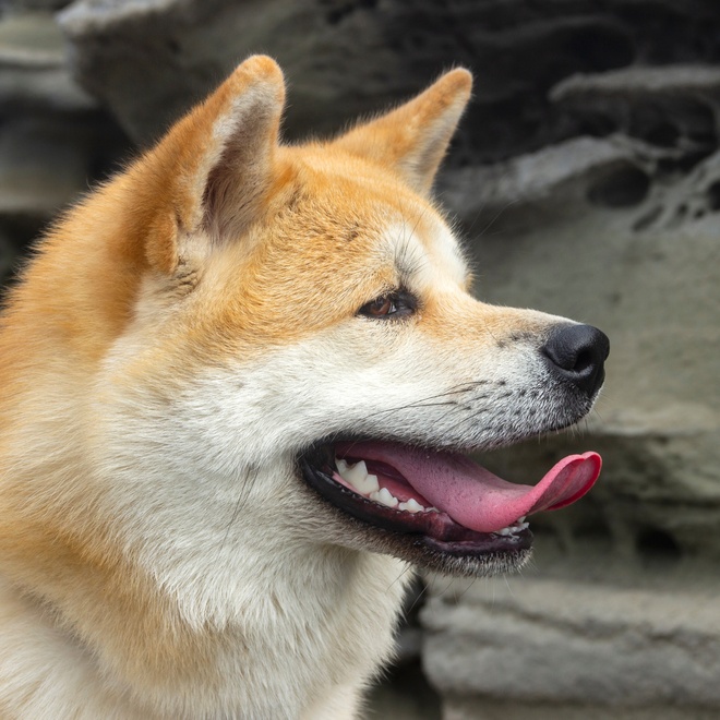 Profile of an Akita Inu, sticking out its tongue.