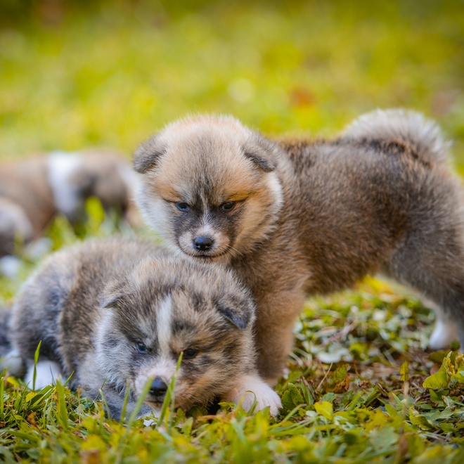 Two young Akita Inu in the grass with a beautiful coat