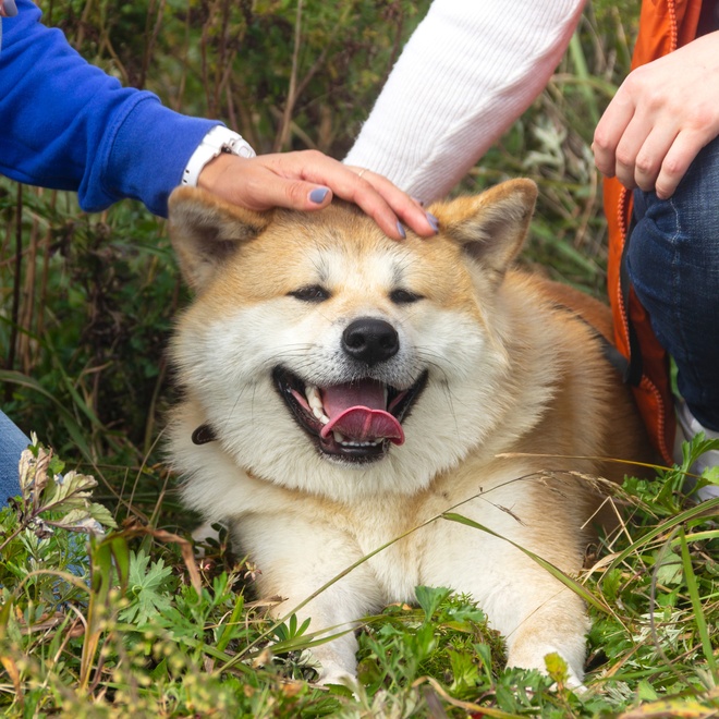 A happy Akita Inu being petted.