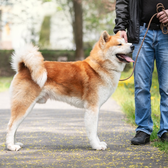 An Akita Inu held on a leash by his master