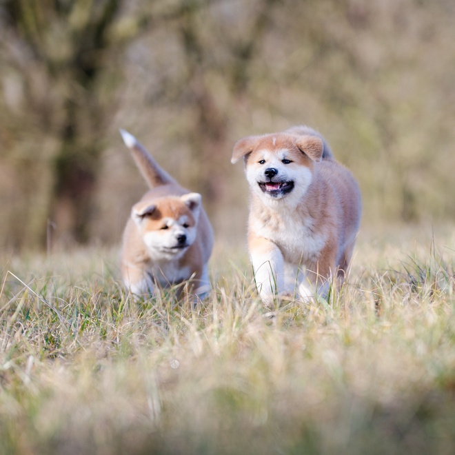 Two young Akita inu strolling through the grass