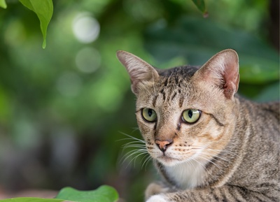 american-shorthair-1