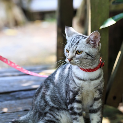 Un american shorthair en laisse, à l'exterieur.