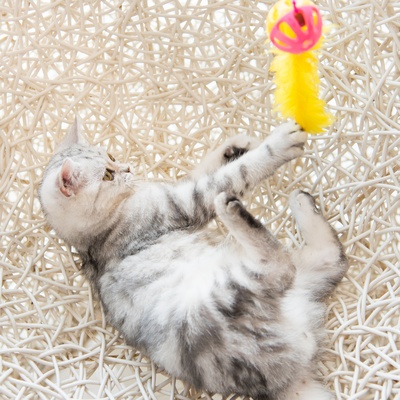 Un americain shorthair jouant avec un jouet jaune