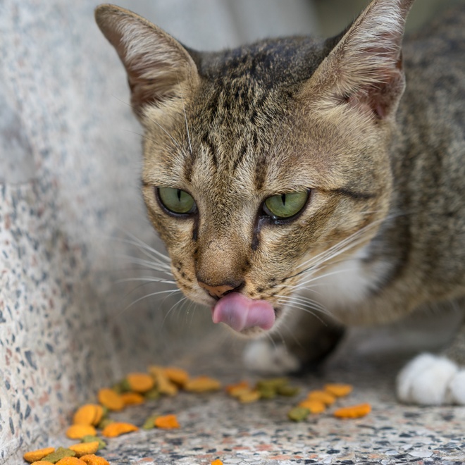 Un american shorthair mangeant ses croquettes.