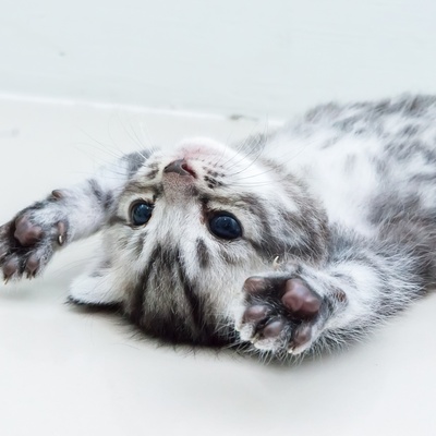 un american shorthair qui s'étire