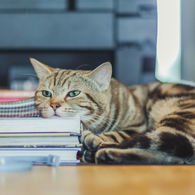 Un american shorthair qui a la tête posée sur une pile de livres