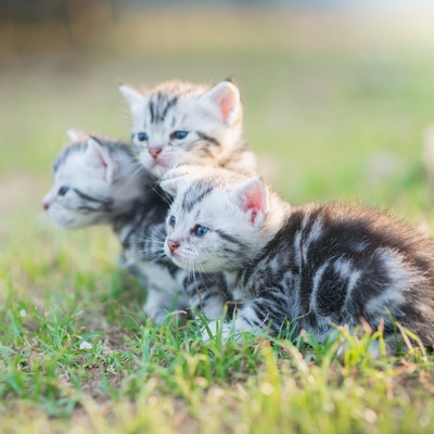 trois petits american shortair cote à cote dans l'herbe