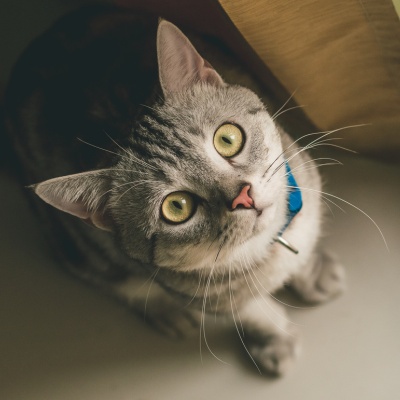 Un american shorthair, assis, relevant la tête, surement vers son propriétaire