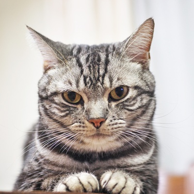 Portrait d'un jeune american shorthair