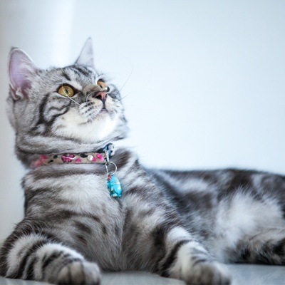 Un american shorthair allongé regardant vers le plafond