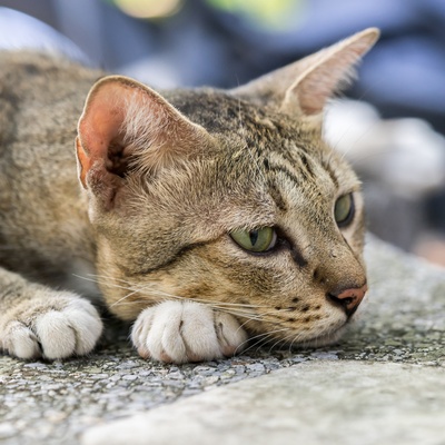 La tête d'un american shorthair avachi sur sa patte.