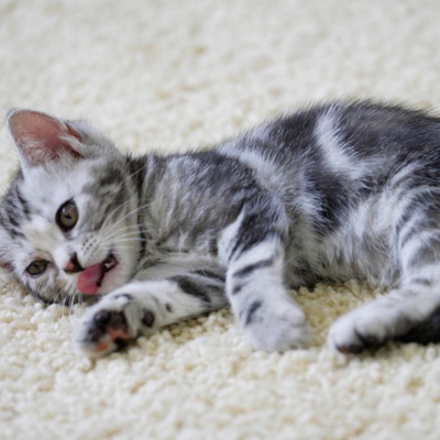 Un american shorthair faisant sa toilette.