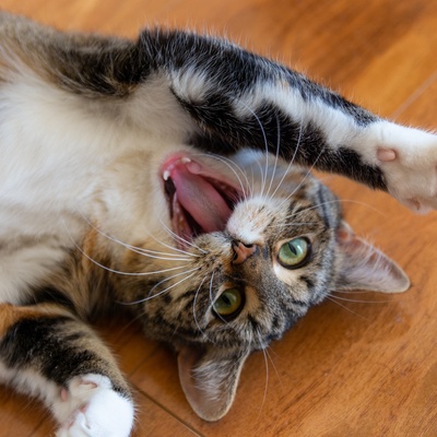 Un american shorthair allongé sur le dos avec la gueule grand ouverte et les pattes relevées.