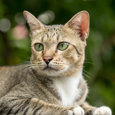 Portrait d'un american shorthair dans la nature.