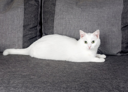 Un Angora Turc blanc allongé sur un canapé gris.