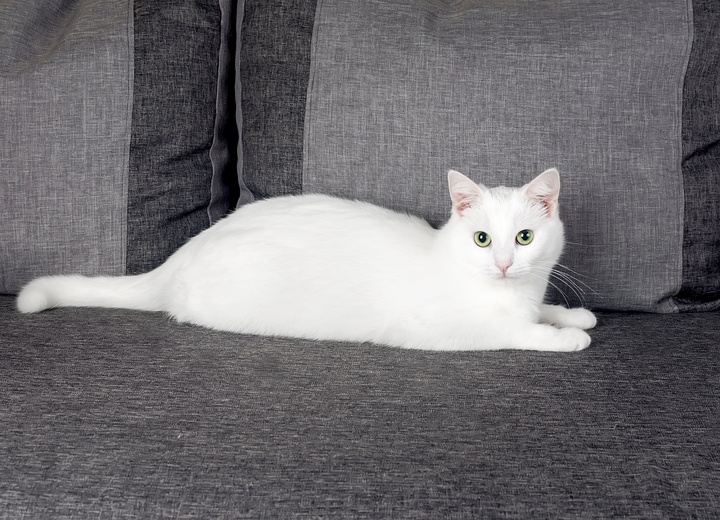 Eine weiße Türkisch Angora liegt auf einem grauen Sofa