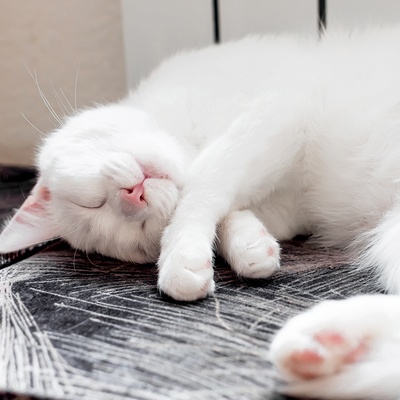 a sleeping Turkish Angora