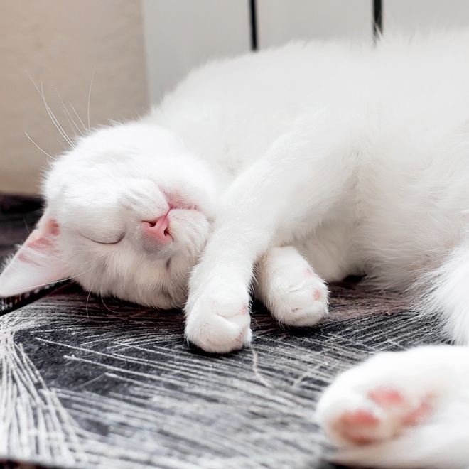 a sleeping Turkish Angora