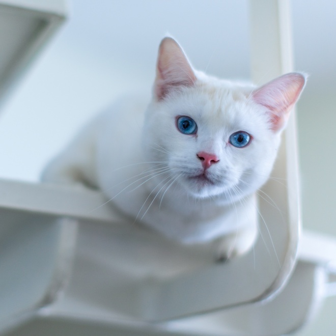 A Turkish Angora looking down