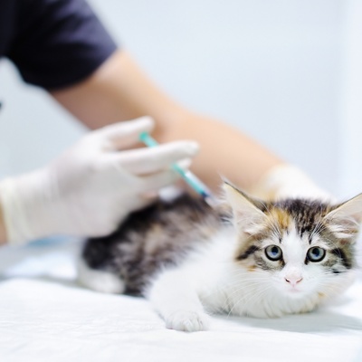 Eine Türkisch Angora lässt sich beim Tierarzt impfen