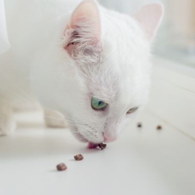 Eine Türkisch Angora frisst Krümel auf dem Boden