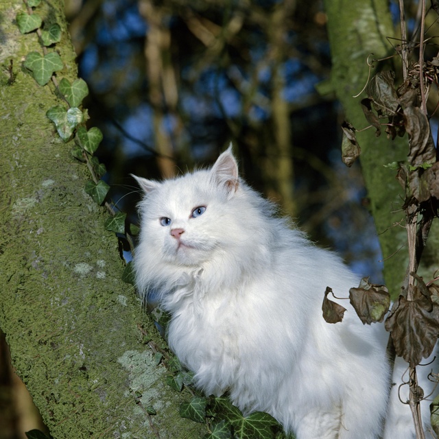 Eine Türkisch Angora sitzt in einem Baum