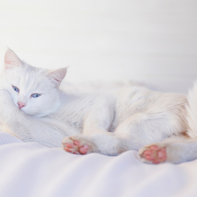 Eine wunderschöne Türkisch Angora liegt auf der Seite auf einer Decke